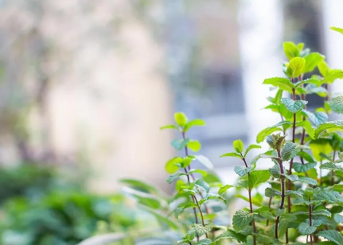 Апартаменты Porta Pia Zeno 53